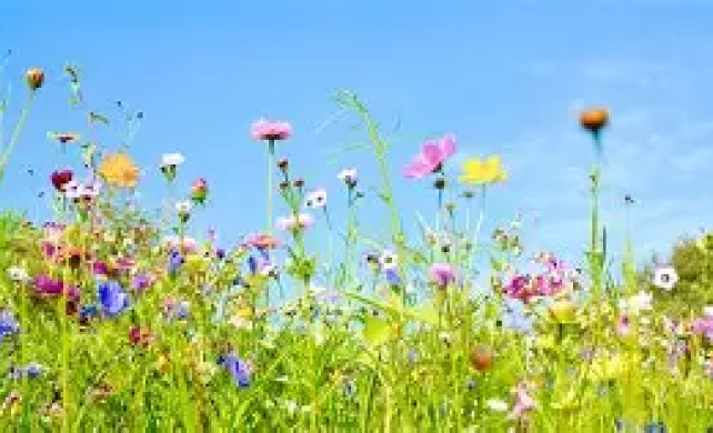 Blumenwiese