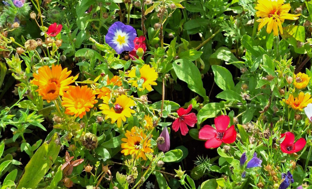Blumenwiese
