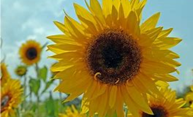 Sonnenblume